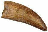 Serrated, Carcharodontosaurus Tooth - Real Dinosaur Tooth #242591-1